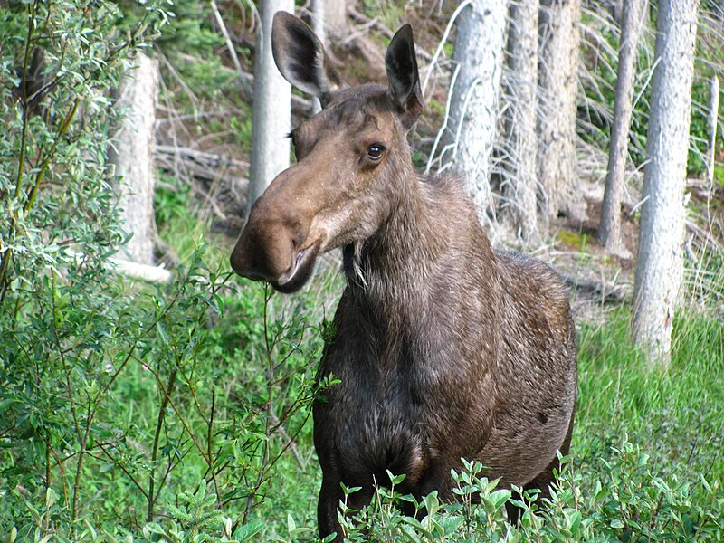 File:Cow moose.jpg