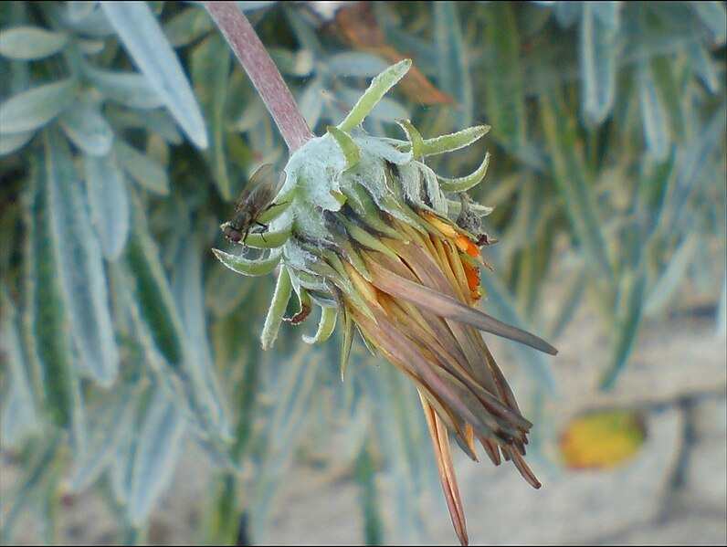 File:Fly on plant.jpg