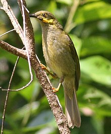 brown bird with yellow wattle