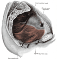 Left levator ani from within.