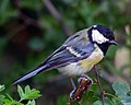 Great Tit