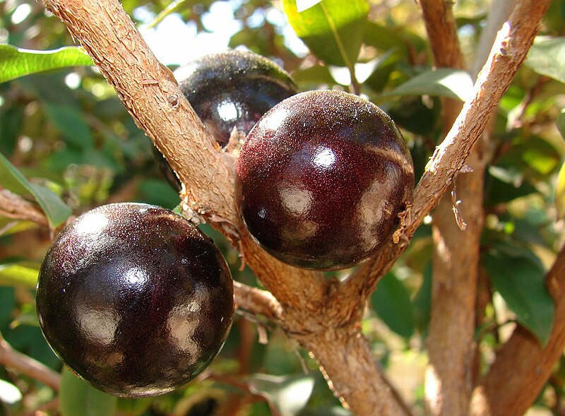 File:Jabuticaba fruto.jpg