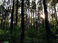 Jayanti forest in Buxa