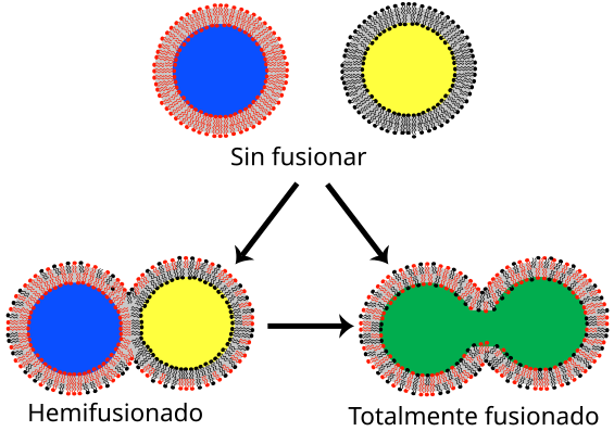 Archivo:Lipid bilayer fusion-es.svg