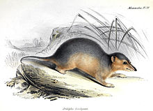 Monodelphis dimidiata.jpg