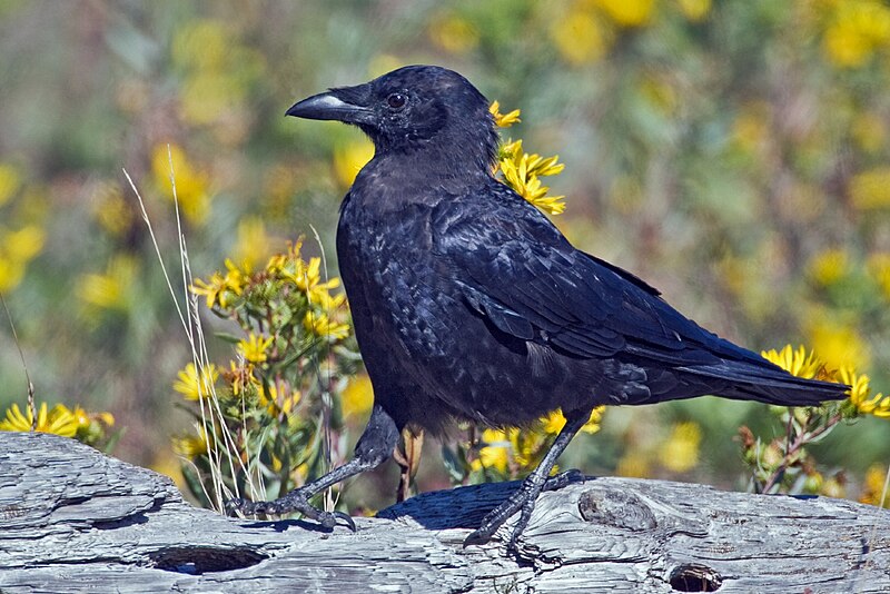 Archivo:Northwestern Crow.jpg