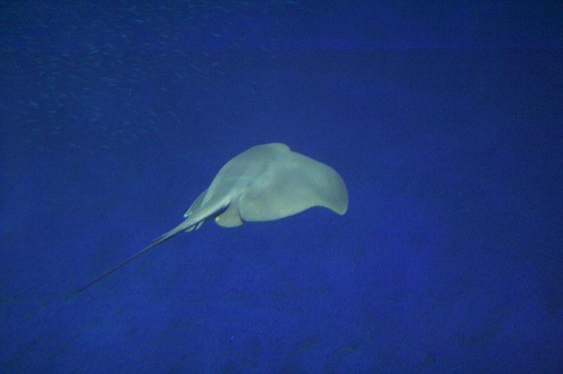 File:Pelagic stingray monterey.jpg