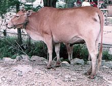 Philippine cow.jpg