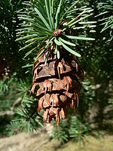 Coast Douglas-fir, Oregon's state tree