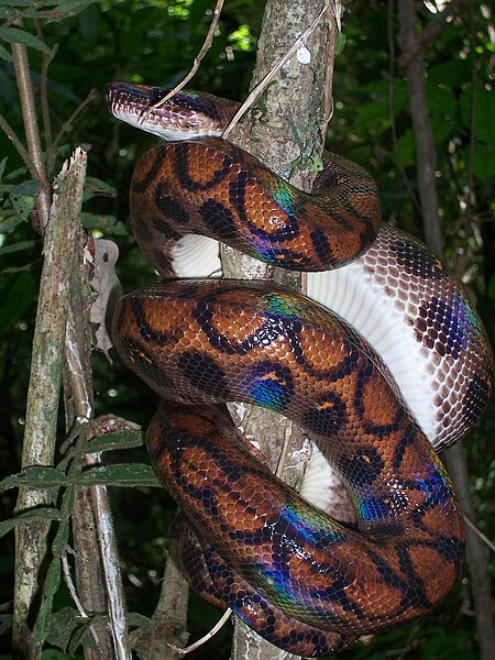 File:Rainbow boa peruvian.jpg