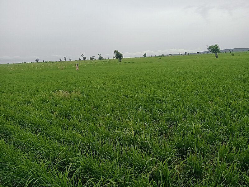 File:Rice farm within Gombe.jpg