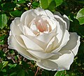 Rosa Iceberg ("World Favourite Rose", 1983) from W. Kordes' Söhne