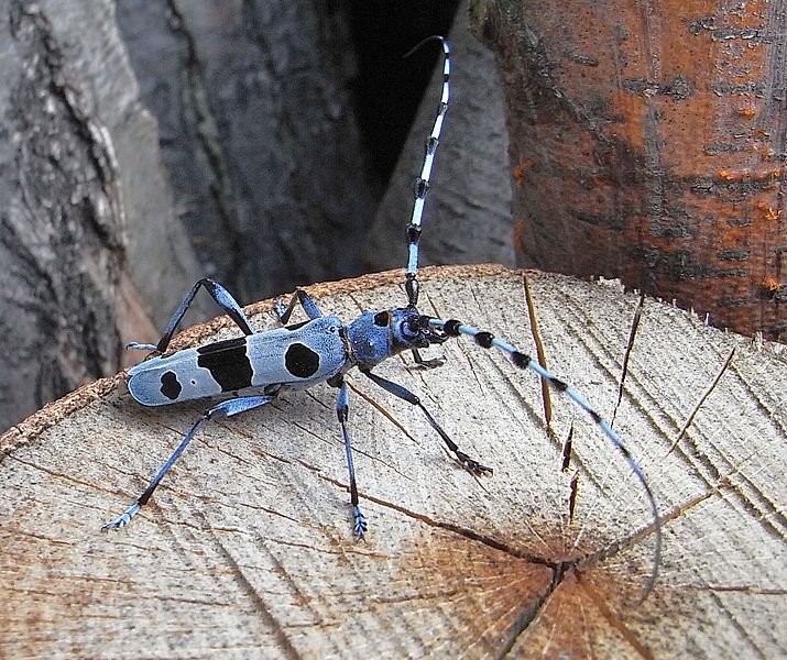 File:Rosalia alpina side.JPG