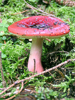 大紅菇 Russula sanguinea