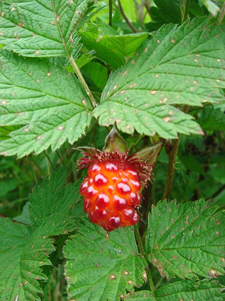 File:Salmonberry on Raspberry Island.JPG