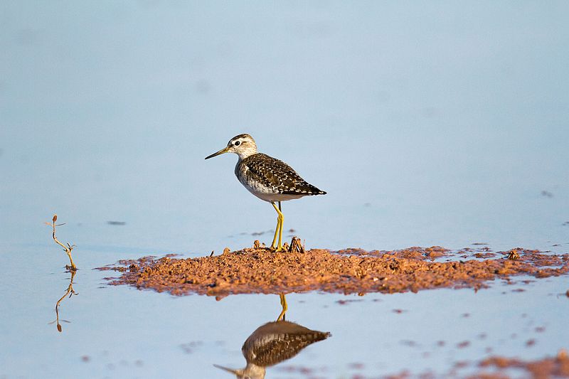 File:Wood sandpiper David Raju.jpg