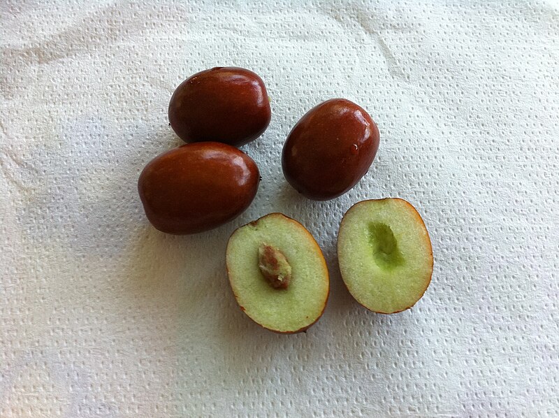 File:Ziziphus zizyphus fruit inside.jpeg