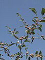 Christ's thorn jujube with fruit