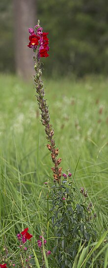 Antirrhinum majus full MichaD.jpg