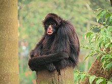 Ateles chamek SP Zoo.jpg