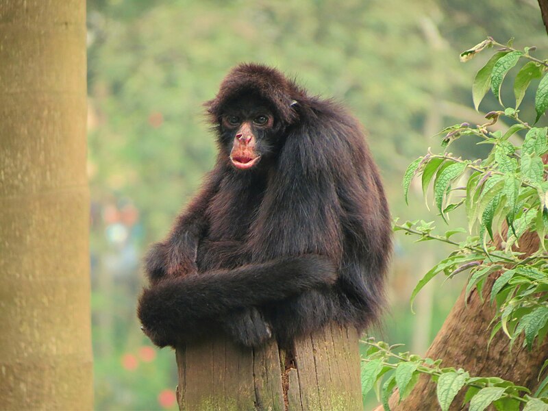 Файл:Ateles chamek SP Zoo.jpg