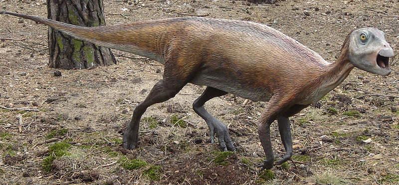 File:Atlascopcosaurus loadsi.JPG