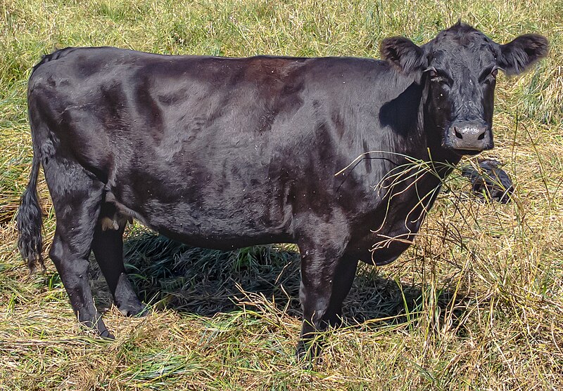 File:Black angus cattle 2.jpg