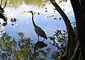 Everglades, Florida, USA