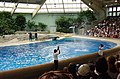 Two dolphins jumping high in the air in an indoor pool before an audience