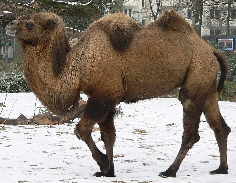 Archivo:Camel seitlich trabend.jpg