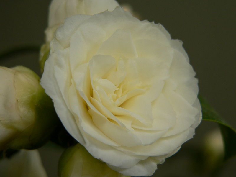 Archivo:Camellia japonica Alba plena.jpg