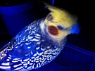 Cockatiel plumage glowing under a blacklight.