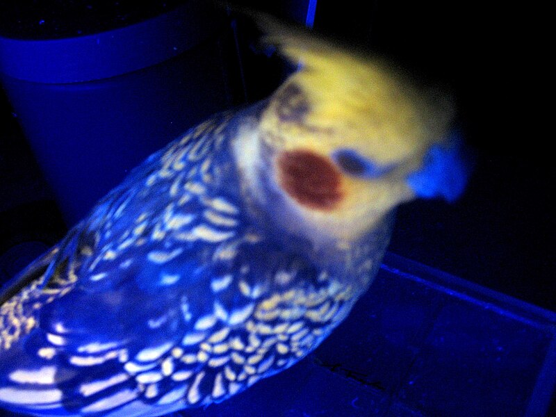 File:Cockatiel under blacklight.jpg