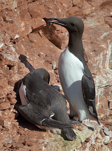 File:Common Murre Uria aalge.jpg