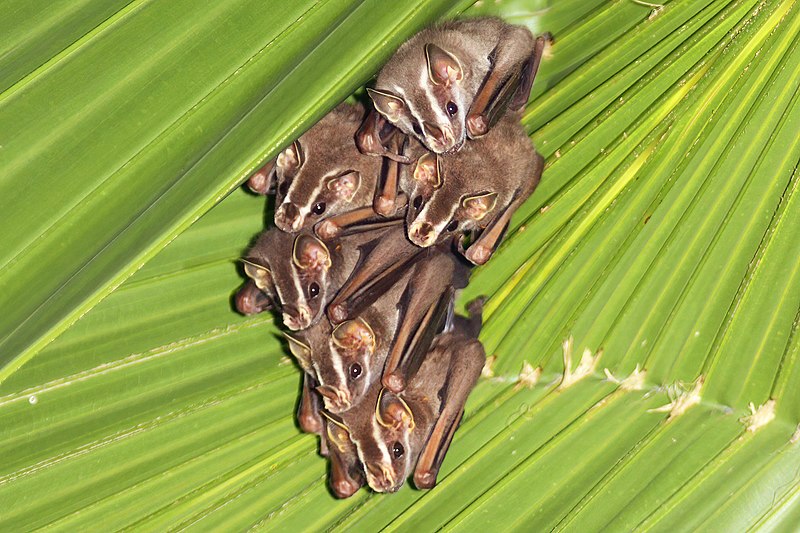 File:Common tent-making bats.JPG