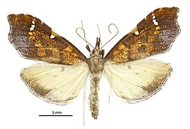 Deana hybreasalis