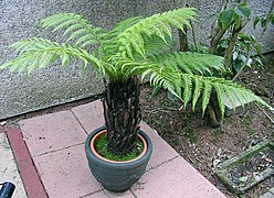 Figura 4.18. Dicksonia antarctica. Tallo formando un estípite.