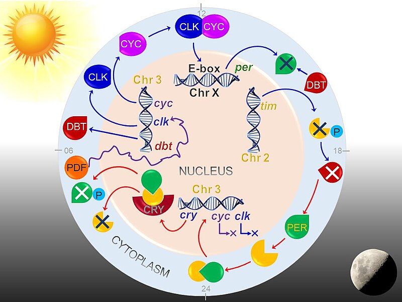 File:Drosophila circadian rhythm.jpg