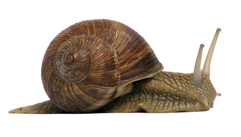 File:Grapevinesnail 01a.jpg