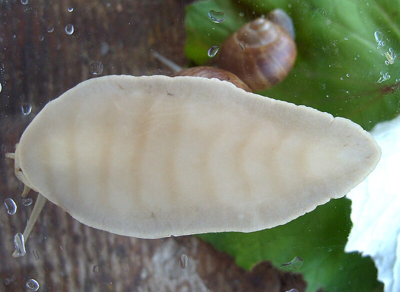 Файл:Helix pomatia on glass.jpg