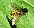 Helophilus affinis