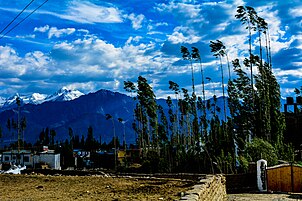 Trees nestled in front of the Himalayas near Leh