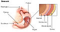 The gastrointestinal wall of the stomach.