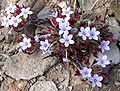 Langloisia setosissima