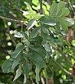 Leaves in Kolkata, West Bengal, India.