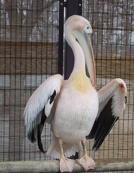 Файл:Momoiro pelican Obihiro.JPG