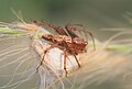 Oxyopes quadrifasciatus