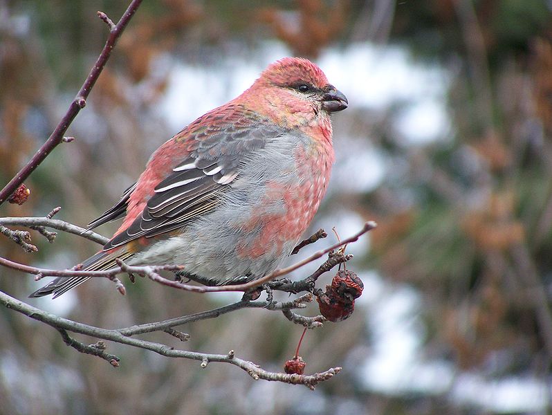 File:Pine grosbeak17.jpg