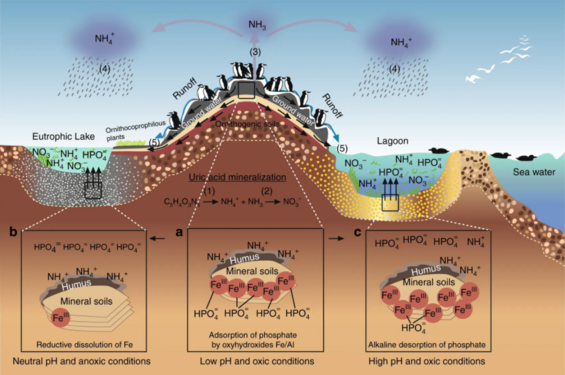 Seabird colonies are nutrient hot spots, especially, for nitrogen and phosphorus[66]