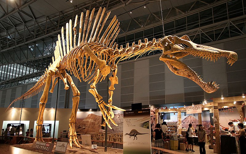 Файл:Spinosaurus skeleton.jpg